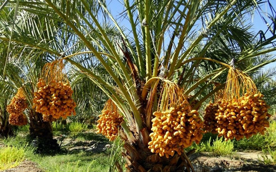 آبادان شهر وفاست... آبادان شهر وفاست...