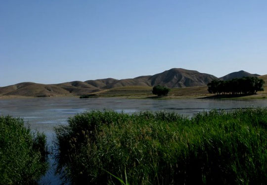 بیا به تماشای پرندگان مهاجر