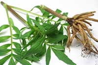 Valerian-1Tagar