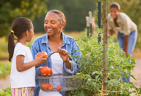 getty_rf_photo_of_woman_picking_tomatoes