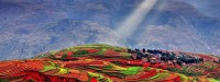 تصاویری بسیار زیبا از مزارع پلکانی در چین‎