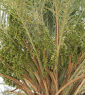 اثرات درمانی گیاه شنگ