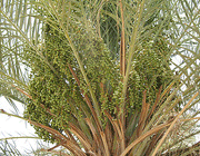 اثرات درمانی گیاه شنگ