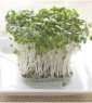 جوانه‌ی بروکلی