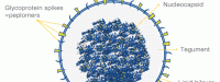 herpes-virus