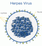 herpes-virus
