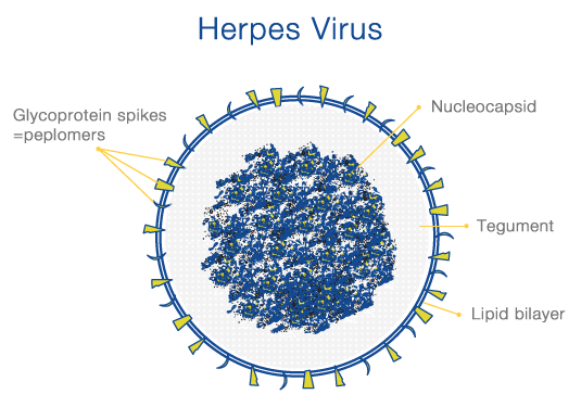 herpes-virus